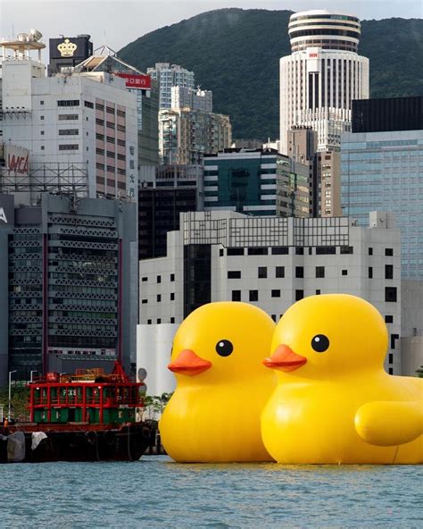 DOUBLE DUCKS｜Rubber Duck Installation Exhibition 2023