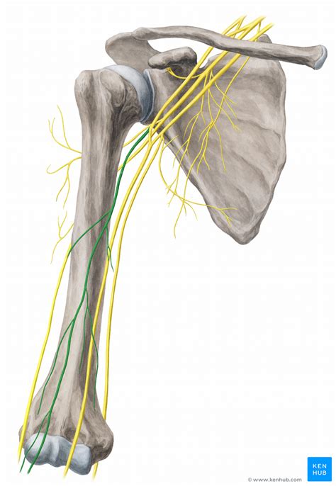 Coracobrachialis muscle - Anatomy, Innervation, Function | Kenhub