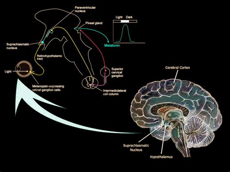 [Figure, Suprachiasmatic nucleus Image courtesy O.Chaigasame ...