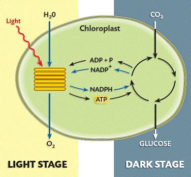 Photosynthesis