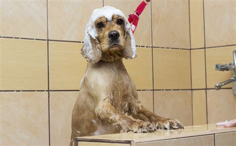 wet dog washes in the shower, cocker spaniel breed - LJ's Kitchens