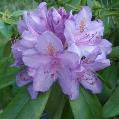 Rhododendron Catawbiense Grandiflorum INKARHO - INKARHO Lime-tolerant Rhododendrons - Millais ...