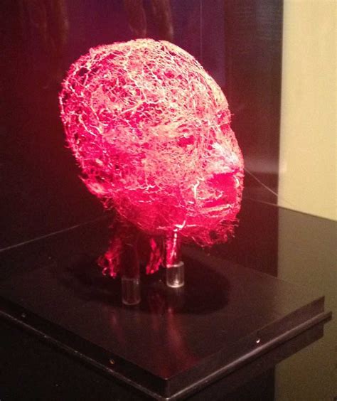 Images: Body Worlds Exhibit Opens at Kentucky Science Center