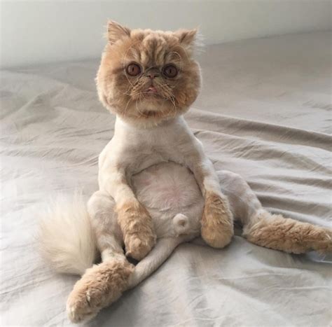 17 HQ Photos Lion Shaved Persian Cat - Meet Winston Smushface the ...