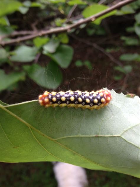 Stinging Caterpillar identification #719365 - Ask Extension