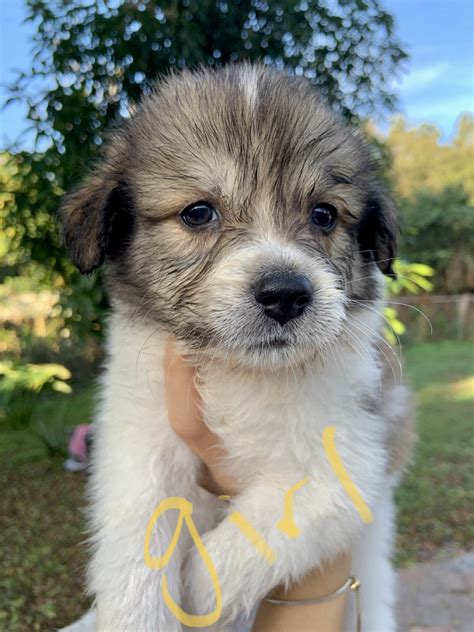 Australian Shepherd Puppies For Sale | Bradenton, FL #321519