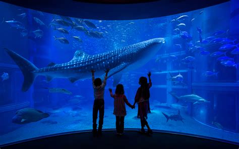 A Fun Day At The Osaka Aquarium Kaiyukan | Tickets, Tips & More