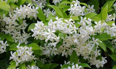 What Color Is Jasmine? – The Garden Bug Detroit