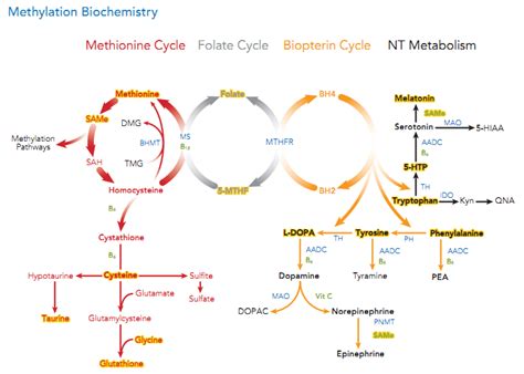 methylation-cycle-photo