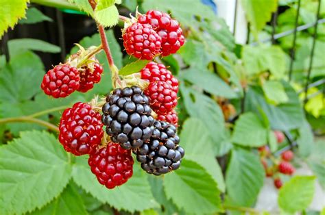 Berry Bushes | English Gardens