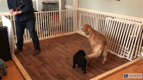 PVC Puppy Pen - Fully Customizable - DIY | Dog playpen, Puppy pen, Dog pen