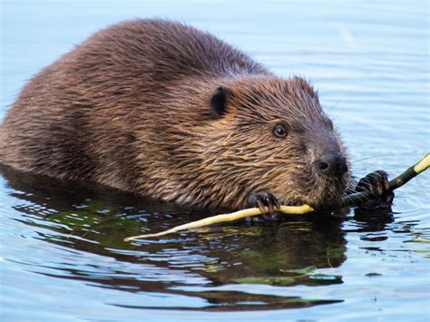 Chelmsford Wildlife Rescue Beaver Video Goes Viral | Chelmsford, MA Patch