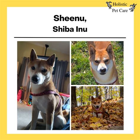 Sheenu - Shiba Inu - Whippany, New Jersey