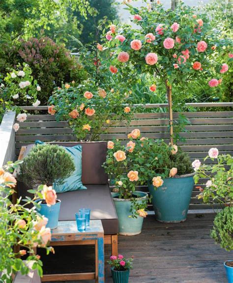 Small Rose Garden | Growing Roses in Containers (Balcony, Patio and ...