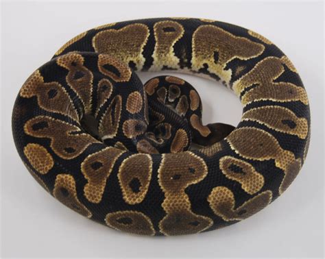 Northwest Reptiles - Orange Ghost Ball Python Description and Photos - Ball Python breeder