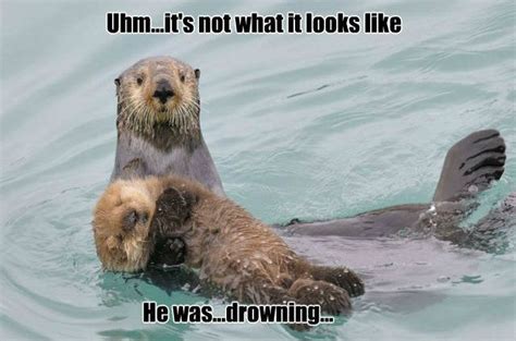26 Otter Memes That Are Way Too Funny For Words - SayingImages.com ...