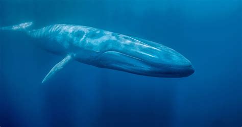 🔥 Download Blue Whale Desktop Full HD Pictures Wallpaper by @alexandramartin | Beautiful Whales ...