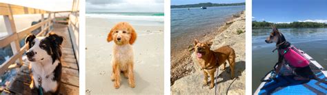 50 Summer-Inspired Dog Names - The GoodPup Blog