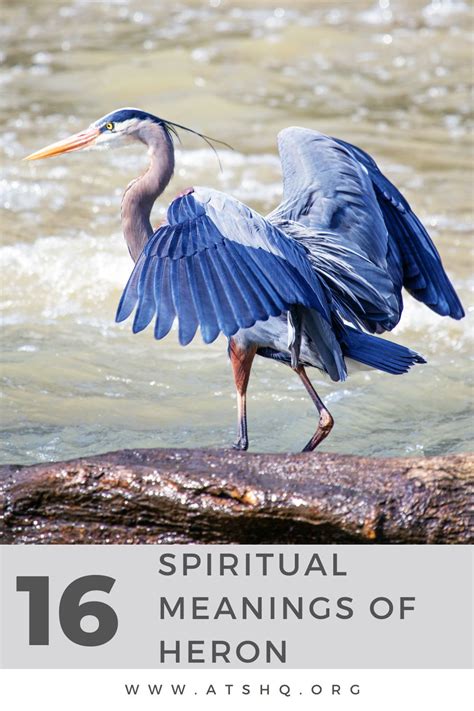 Heron Symbolism: 16 Spiritual Meanings Of Heron