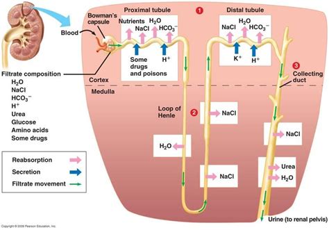 Reabsorption of salt and water in Kidney | Physiology, Human anatomy and physiology, Renal ...