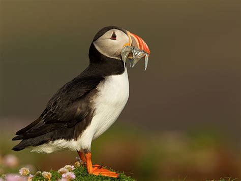 10+ Puffin With Beak Full Of Fish Stock Photos, Pictures & Royalty-Free ...