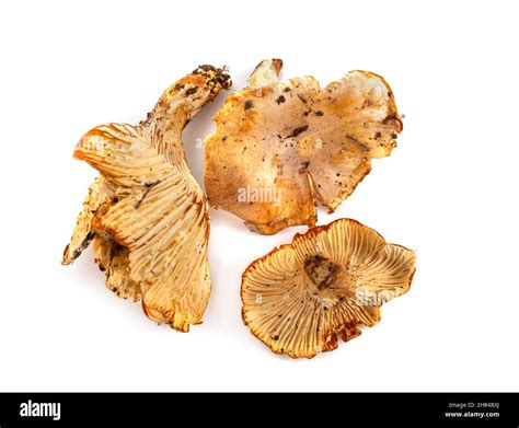 Cantharellus cibarius in front of white background Stock Photo - Alamy