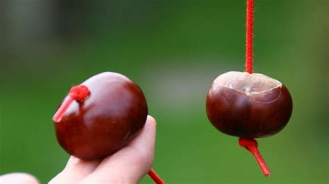 BBC - Earth - Why we love conkers and horse chestnut trees