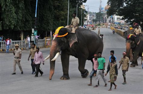 Training for Dasara elephants on Jumboo Savari route begins - Star of ...