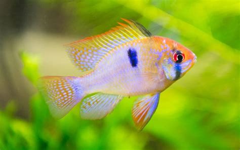 10 Best Peaceful Cichlids for Community Tank - VIVO Pets