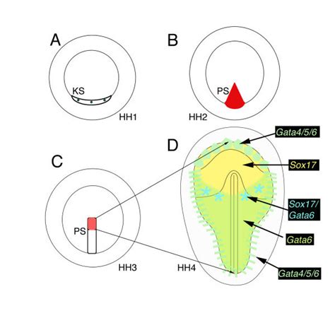 Molecular markers reveal subpopulations of definitive endoderm. Whole... | Download Scientific ...