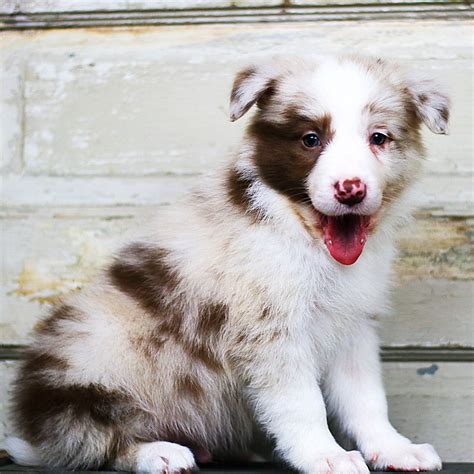 Border Collie Puppies For Sale | Grass Lake, MI #225326