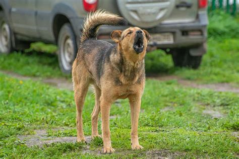 Dog Barks at Strangers on Walks: Why Does This Happen? – Long Live Your Dog