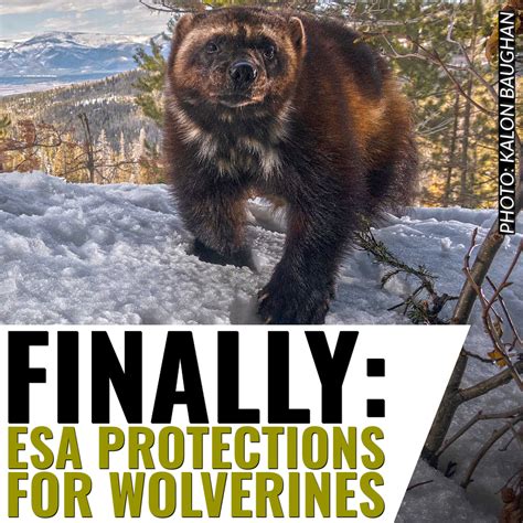 Wolverines listed as “threatened” under Endangered Species Act after 20-year conservation effort ...