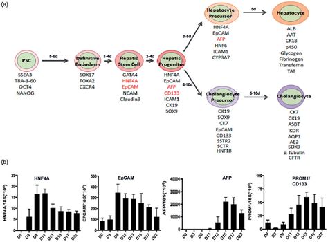 Figure 1 from Expression kinetics of hepatic progenitor markers in ...