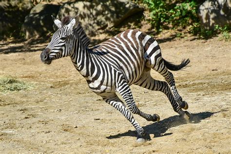 Plains Zebra | The Maryland Zoo