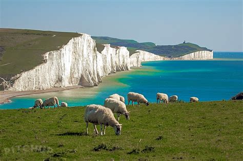 Wildlife in the South Downs National Park | Pitchup.com