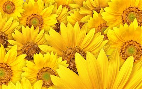 SUNFLOWERS......BING IMAGES.... | Sunflower Art | Pinterest
