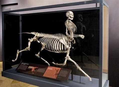 An Excavated Centaur Skeleton from 1980 - Core77