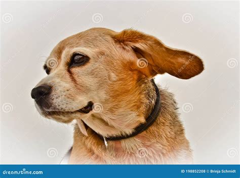 Portrait of a Beautiful Old Beagle Dog, with Floppy Ears in the Wind ...