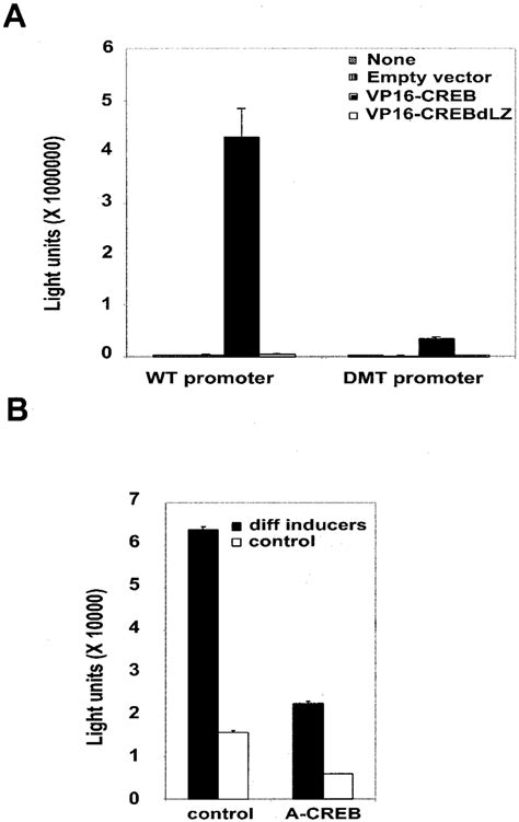 Expression of CREB family members and adipogenesis in wild-type and ...