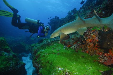 Diving special: Fernando de Noronha 8 days / 7 nights