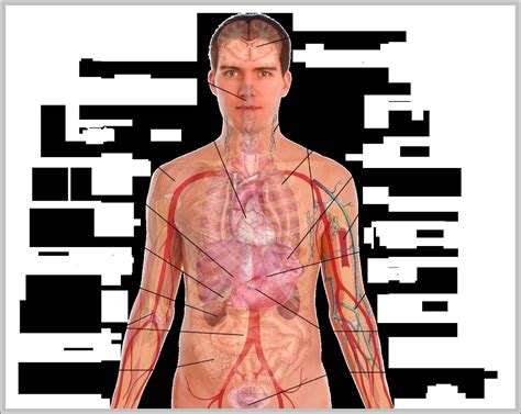 Human Body Organs Diagram Male