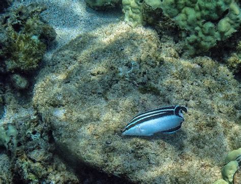 Snorkeling in Kapalua Bay, Maui | Snorkeling in Hawaii