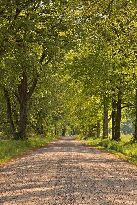 Wye Island Canopy Road | Rural road covered in a canopy of t… | Flickr