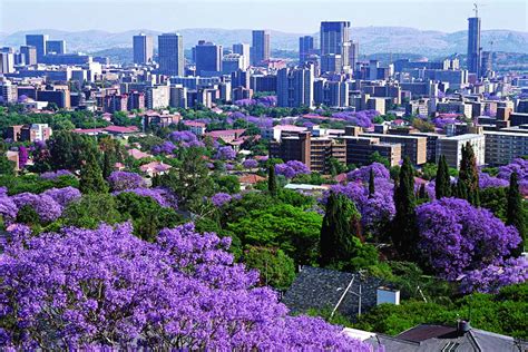 Pretoria City Half-Day Jacaranda Tour - African Welcome Safaris