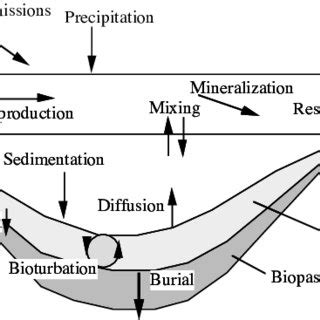 (PDF) Sedimentation Processes in Lakes