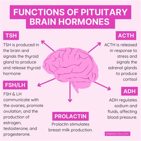 Connection Between Brain Health and Hormone Balance - Dr. Jolene Brighten