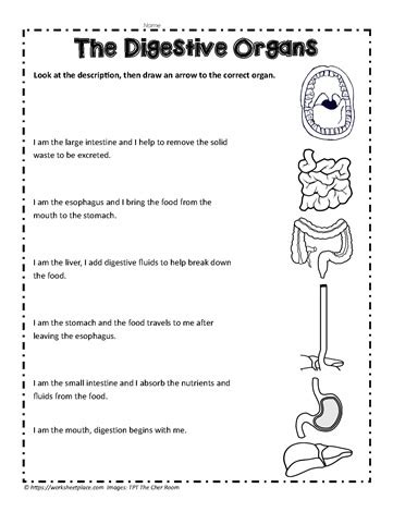 Digestive System Activity