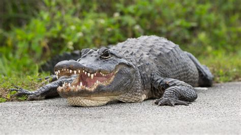 Human remains found inside 500-pound alligator. How common are ...