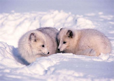 Arctic Fox Behavior - AnimalBehaviorCorner